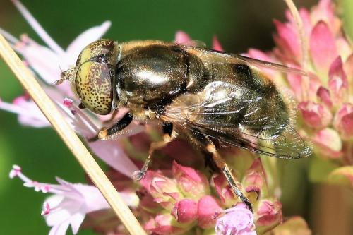 Réf. 289 365 : Eristalinus aeneus